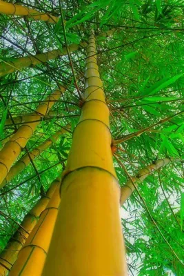  ¡El Bosque de Bambú Amarillo te espera para un paseo mágico!